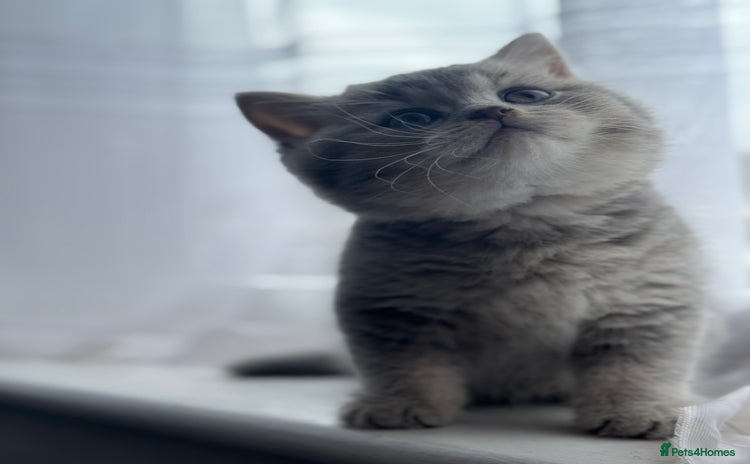 British Shorthair cats - Advert 13