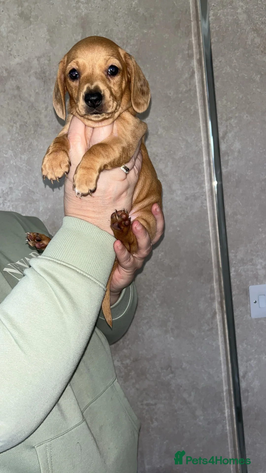 Dachshund dogs for sale: Dachshund Puppies - Advert 3