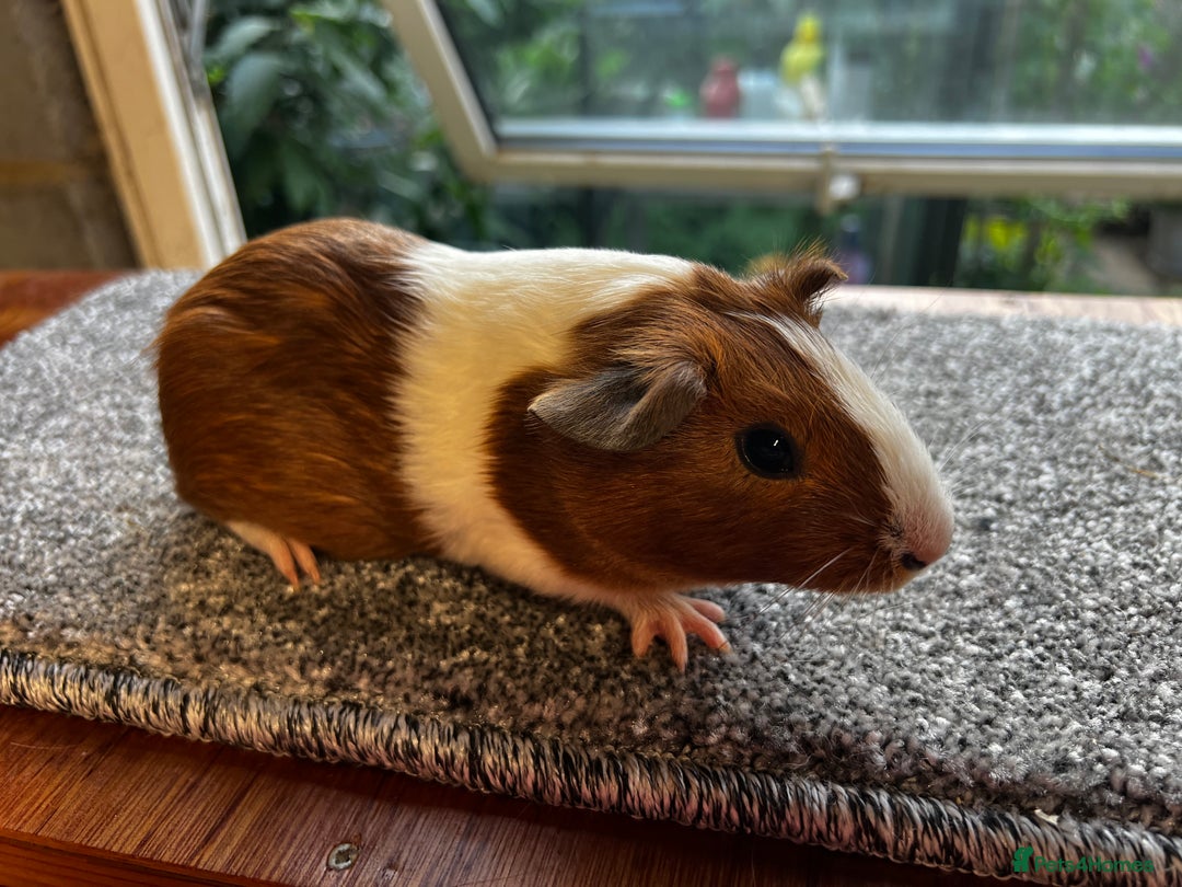 Guinea Pig rodents for sale: Dutch Sows/girls - Image 18