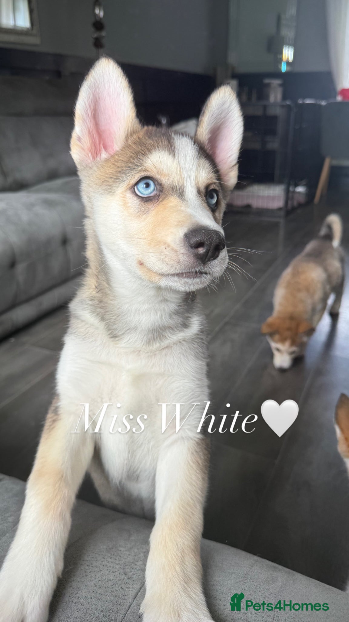Siberian Husky dogs 6 Siberian Husky Puppies!! (3 Left!) - Advert 4