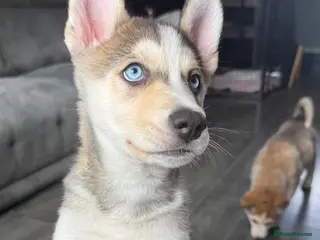 Siberian Husky dogs 6 Siberian Husky Puppies!! (3 Left!) - Advert 4