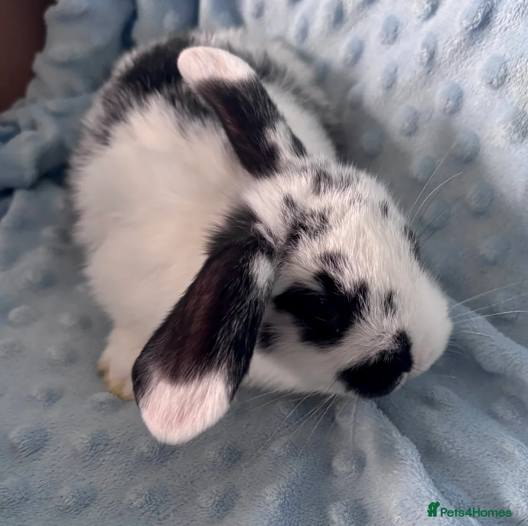 Mini Lop rabbits for sale: 🐰 Beautiful Mini Lop Baby Bunnies– Ready to go - Advert 18
