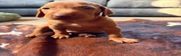 Hungarian Vizsla dogs for sale: Ready this weekend Beautiful litter.  - Advert 20