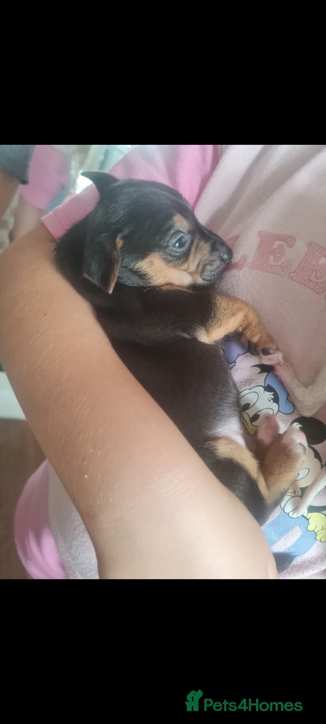 Jack Russell dogs for sale: 9 weeks old Jack Russel puppy's  - Image 7