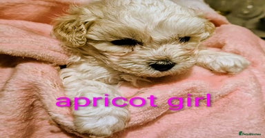 Maltipoo dogs - Advert 4