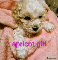 Maltipoo dogs - Advert 4