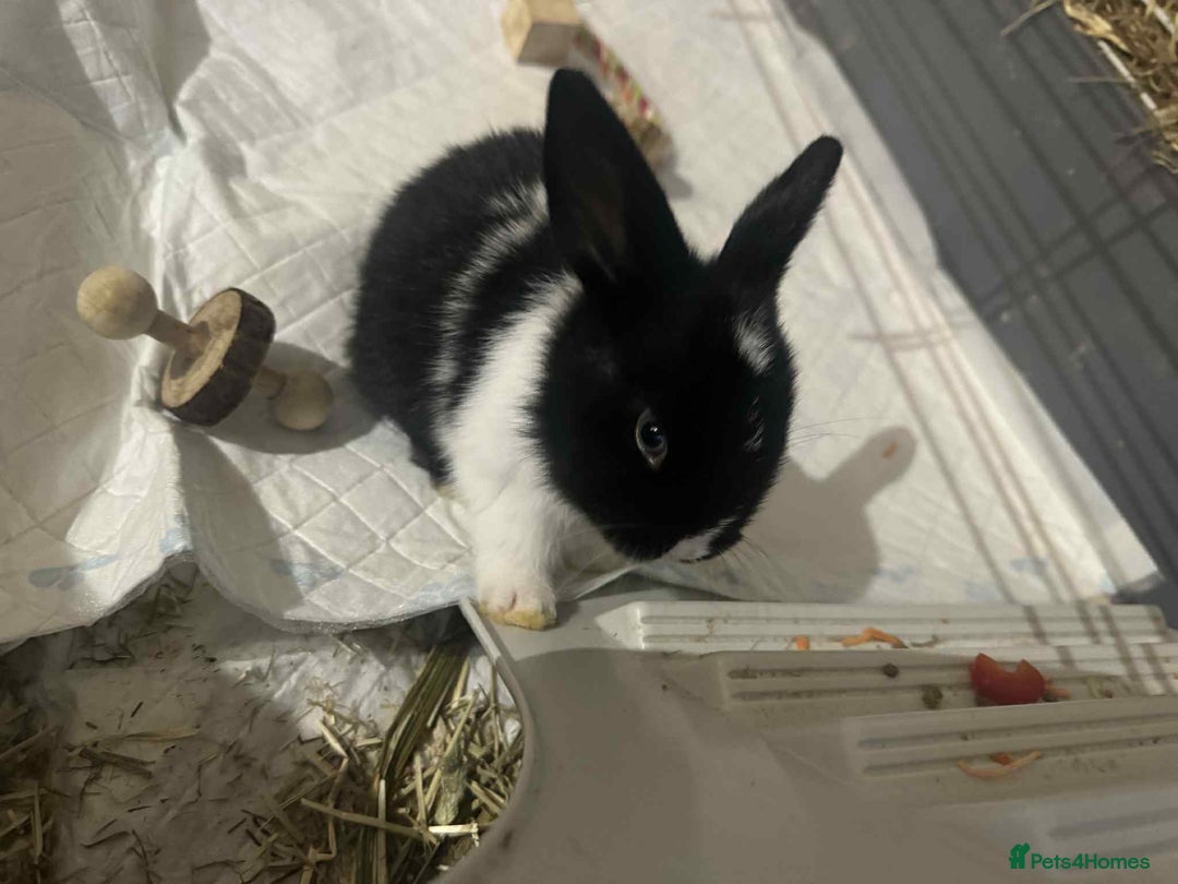 Dwarf Lop rabbits for sale: Bunnies for sale  - Image 3