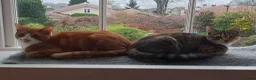 Mixed Breed cats for sale: Two gorgeous adult cats looking for a loving home - Advert 6