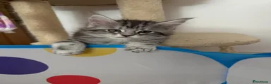 Kitten 2 – Front/centre kitten