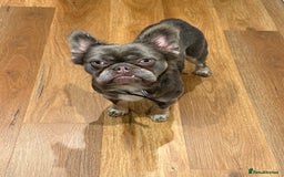 French Bulldog dogs for sale: Fluffy blue French bulldog boy - Advert 2