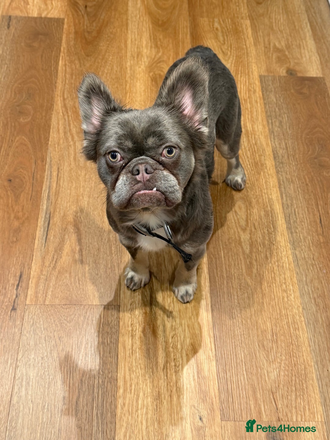 French Bulldog dogs for sale: Fluffy blue French bulldog boy - Advert 2