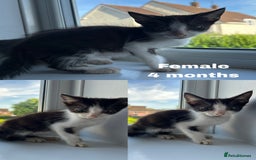 British Shorthair cats for sale: 8 Kittens - Image 3