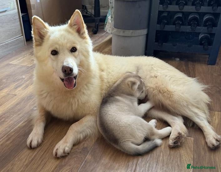Siberian Husky dogs Charismatic Companions Ready to Make You Smile - Advert 1