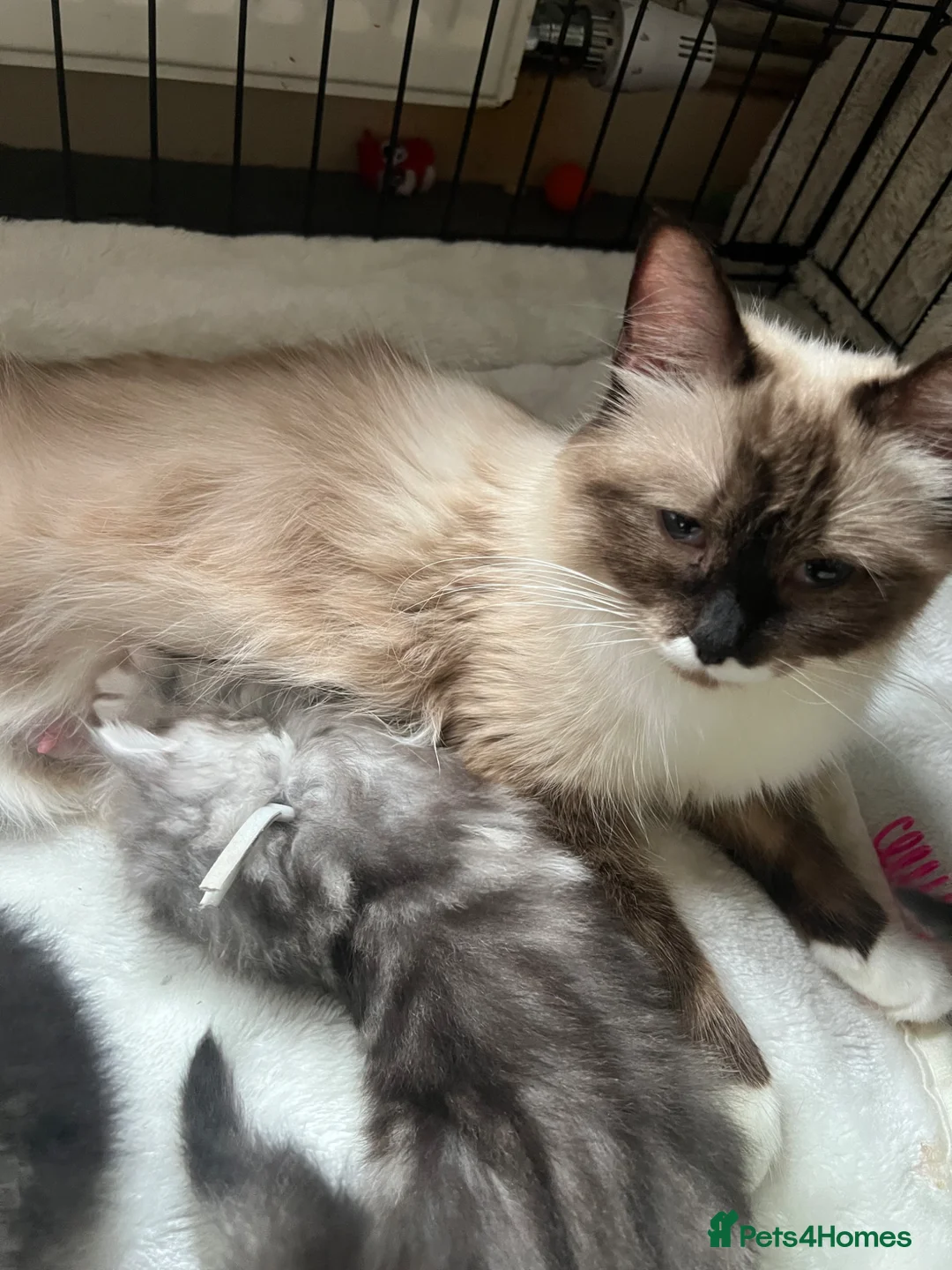 Ragdoll cats for sale: Perdoll - Advert 2