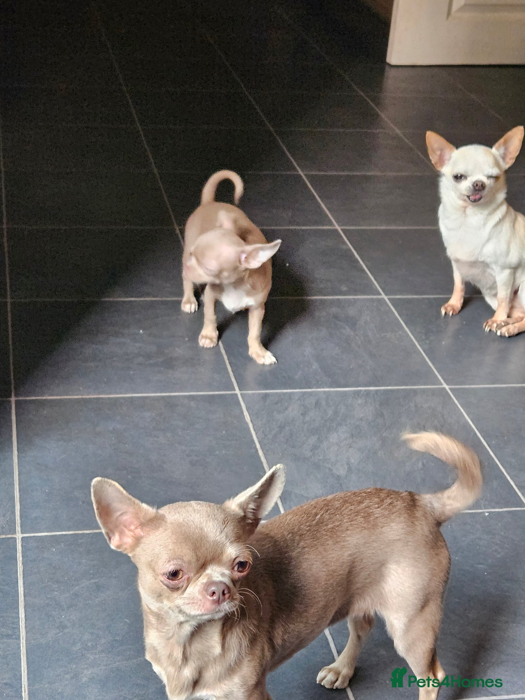 Chihuahua dogs for sale: Kc lilac small chihuahua  - Image 13