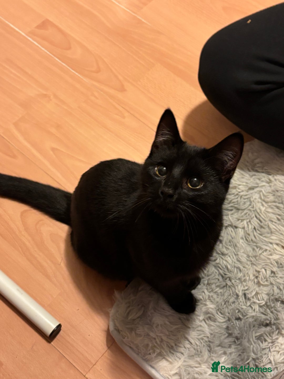 Domestic Shorthair cats for sale: 2 male Domestic Shorthair kittens  - Advert 6