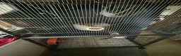 Sugar Glider rodents for sale: Female Sugar gliders with cage - Advert 8