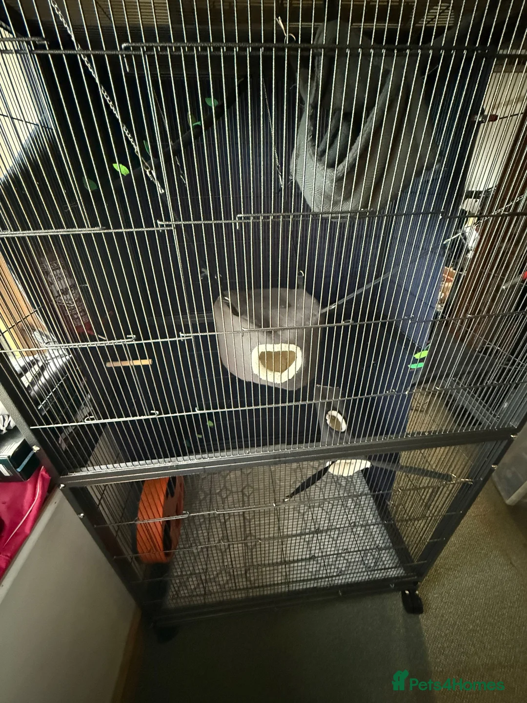 Sugar Glider rodents for sale: Female Sugar gliders with cage - Advert 8