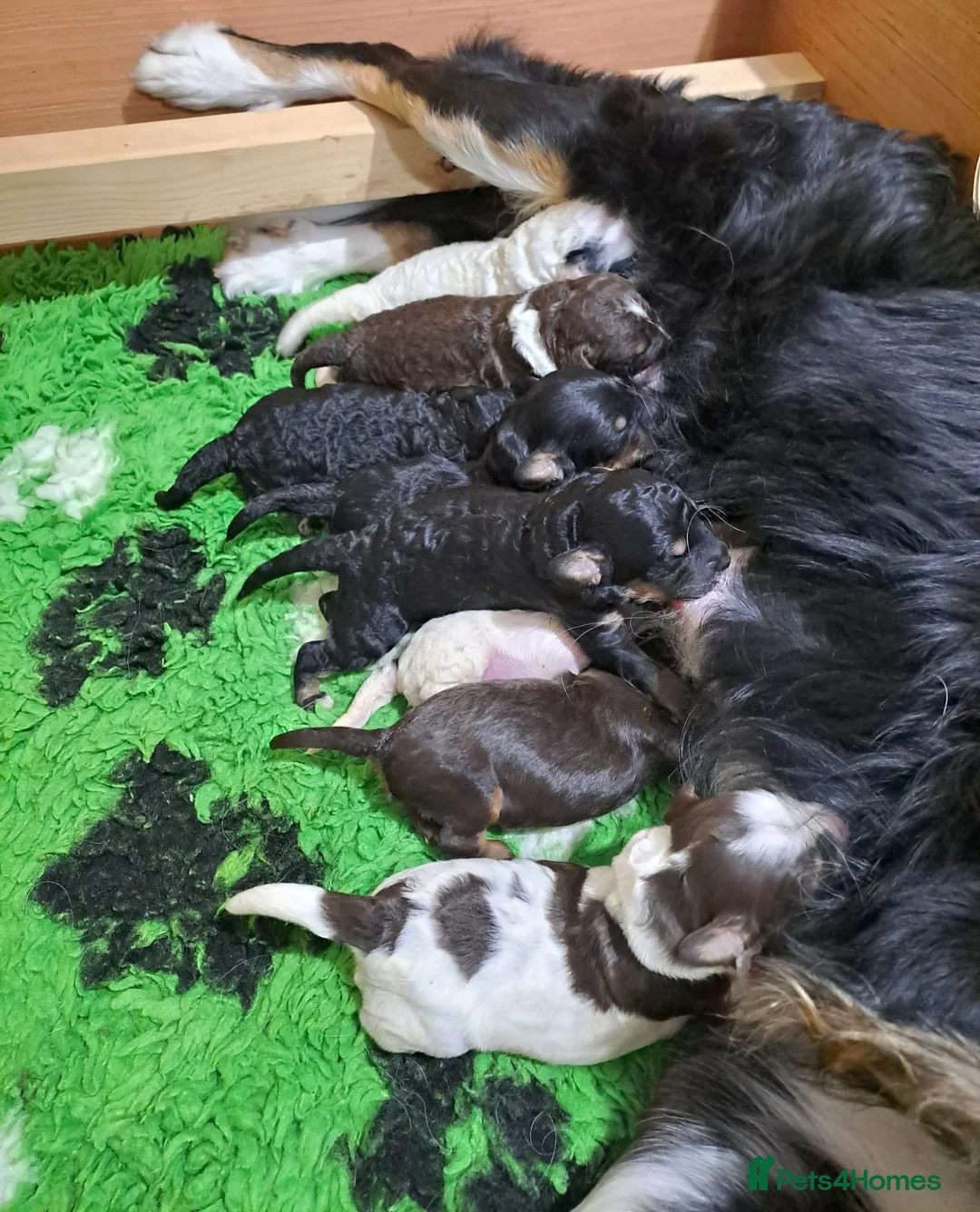 Bernedoodle dogs for sale: Stunning Bernedoodles💕DNA Health Tested Parents ! - Advert 6