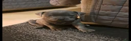 Staffordshire Bull Terrier dogs for sale: Kc registered staffordshire bull terrier puppies in Swansea - Advert 18