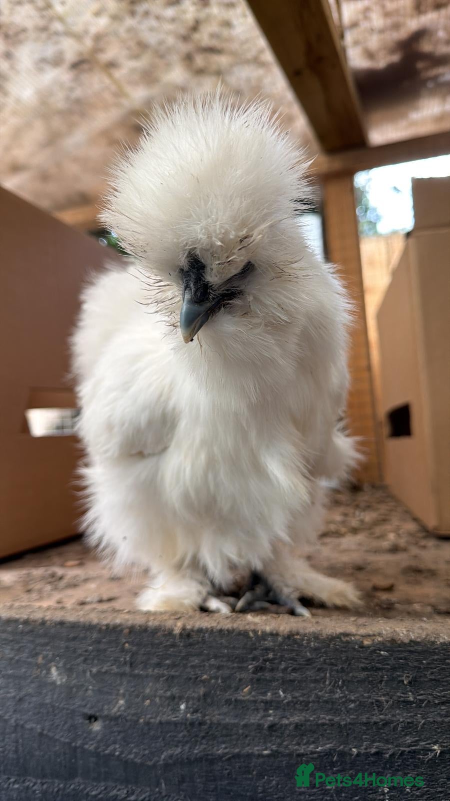 Chickens poultry 3 White silkie and one silkie patridge gold  - Advert 2