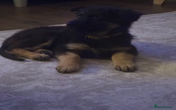 German Shepherd dogs for sale: German shepherd female  - Advert 12