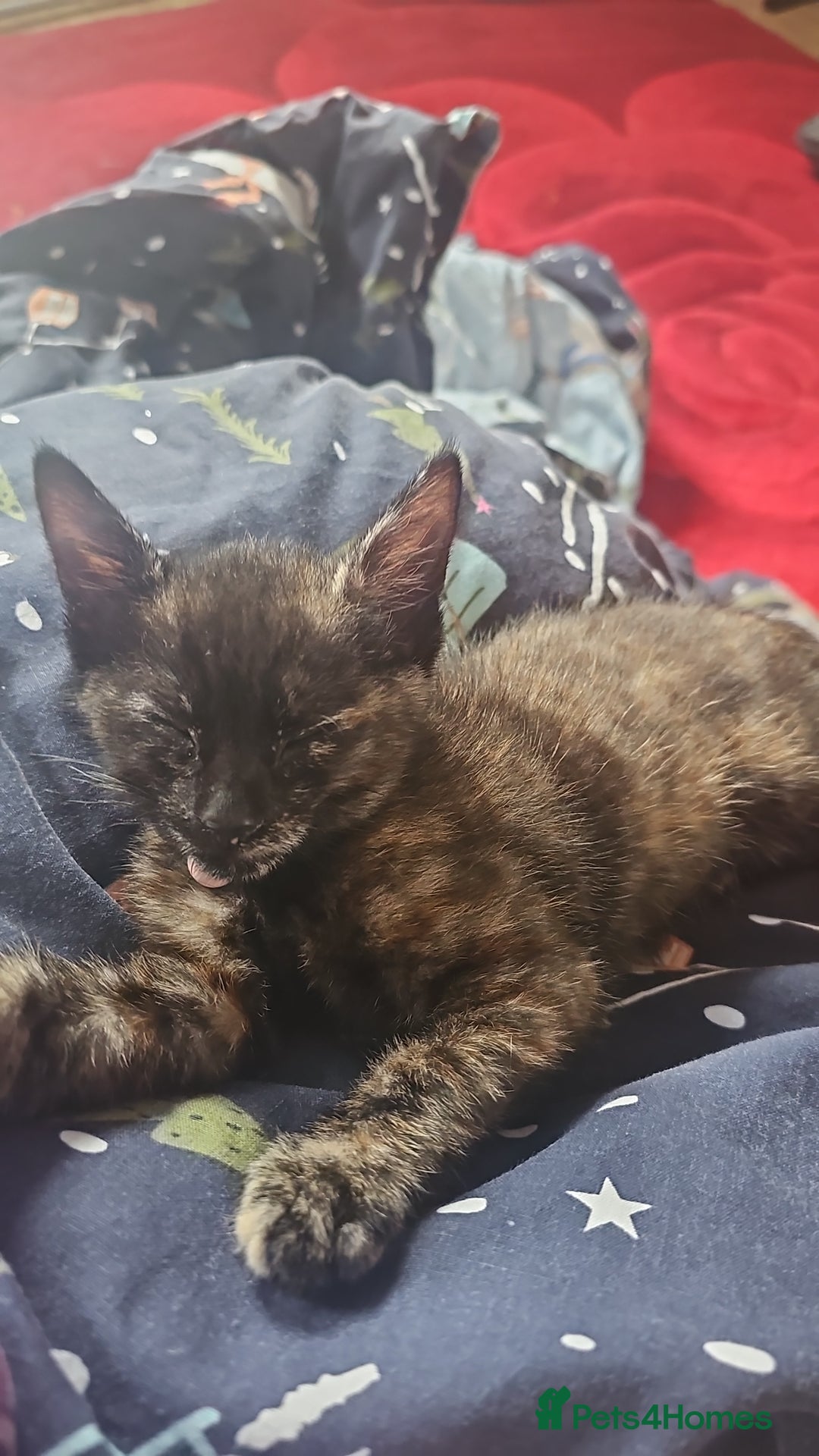 Mixed Breed cats for sale: 2 kittens for sale - Image 2