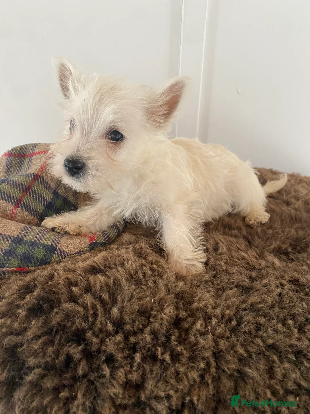 West Highland Terrier dogs for sale: West highland terrier  - Advert 20
