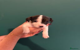 Mixed Breed dogs for sale: Dachshund x Jack Russel Puppies  - Image 11