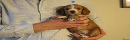 Cocker Spaniel dogs for sale: KC registered Working Cocker bitch pups - Advert 4