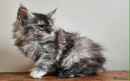 Maine Coon cats for sale: XXL Champion Line Maine Coons – Rare, Very Fluffy! - Advert 10