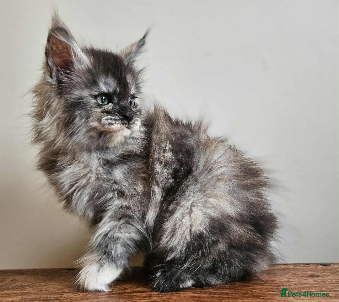 Maine Coon cats for sale: XXL Champion Line Maine Coons – Rare, Very Fluffy! - Advert 10