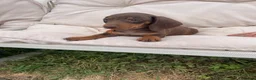 Miniature Dachshund dogs for sale: Miniature Dachshund Pups ready to leave 🐶  - Advert 18
