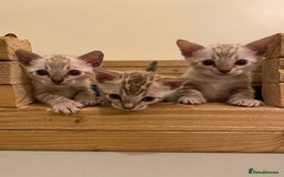 Bengal cats for sale: 🔥✨ Pedigree TICA-Registered Bengal Kittens - Image 1