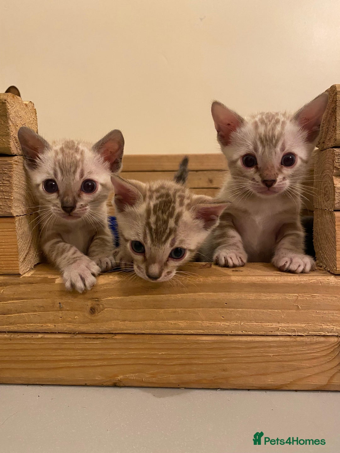 Bengal cats for sale: 🔥✨ Pedigree TICA-Registered Bengal Kittens - Image 1
