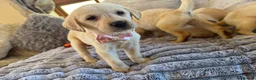 Labrador Retriever dogs for sale: ❤️🐾 Adorable, chunky Golden Labrador puppies 🐾❤️ - Advert 19