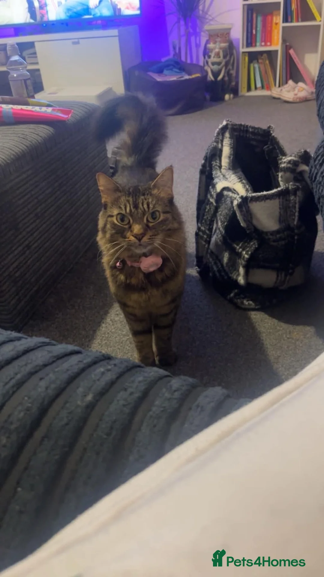 British Shorthair cats for sale: Looking for a new home  - Advert 2
