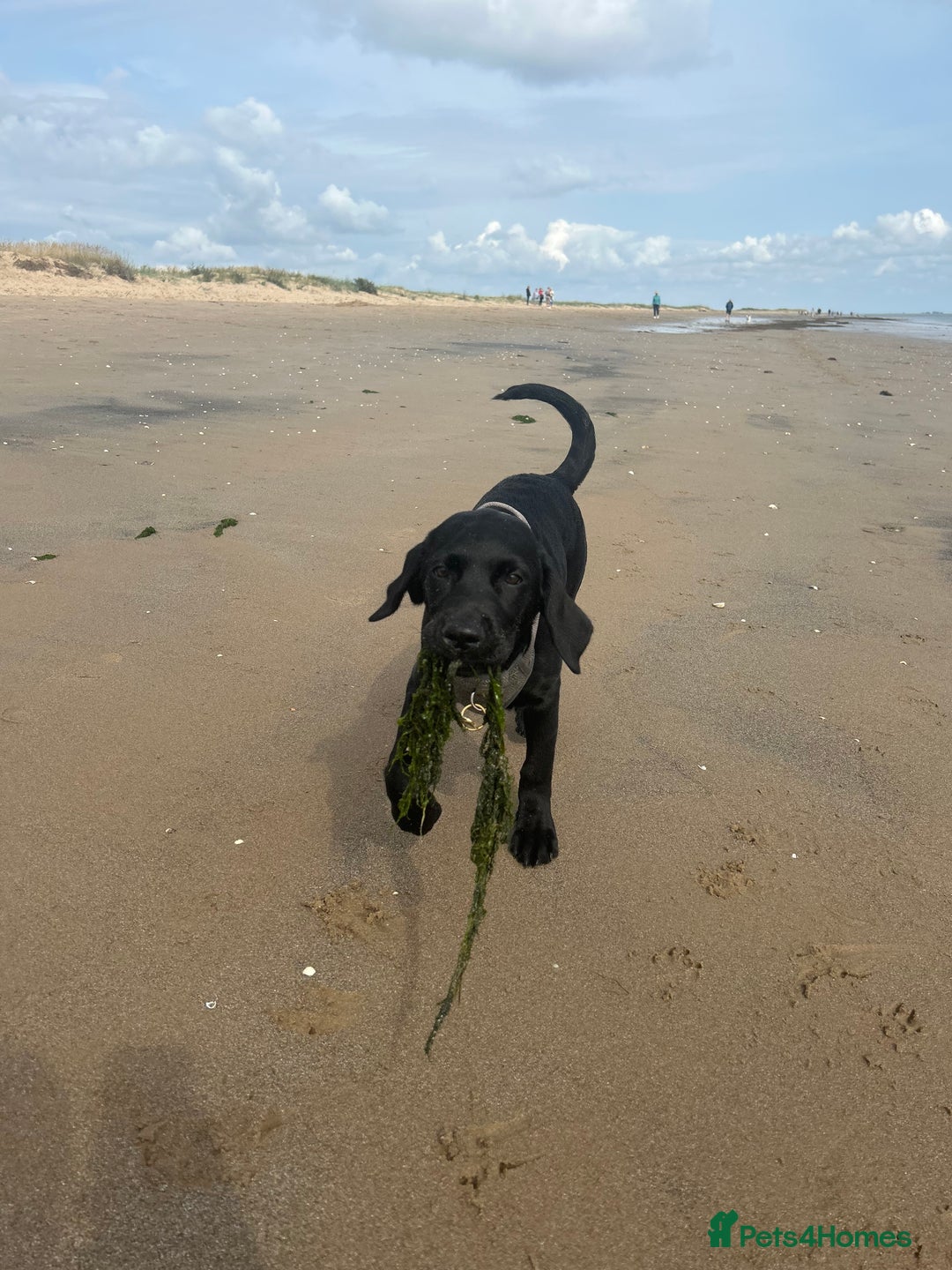 Labrador Retriever dogs for sale: Labradoor black 6months (Female) - Image 10