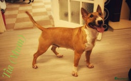 Miniature Bull terrier dogs for sale: Miniature Bull Terrier  - Image 19