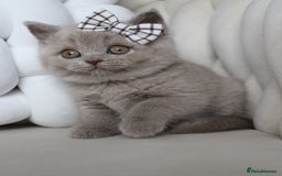 British Shorthair cats for sale: ❤️ Beautiful British Shorthair ❤️ - Image 28