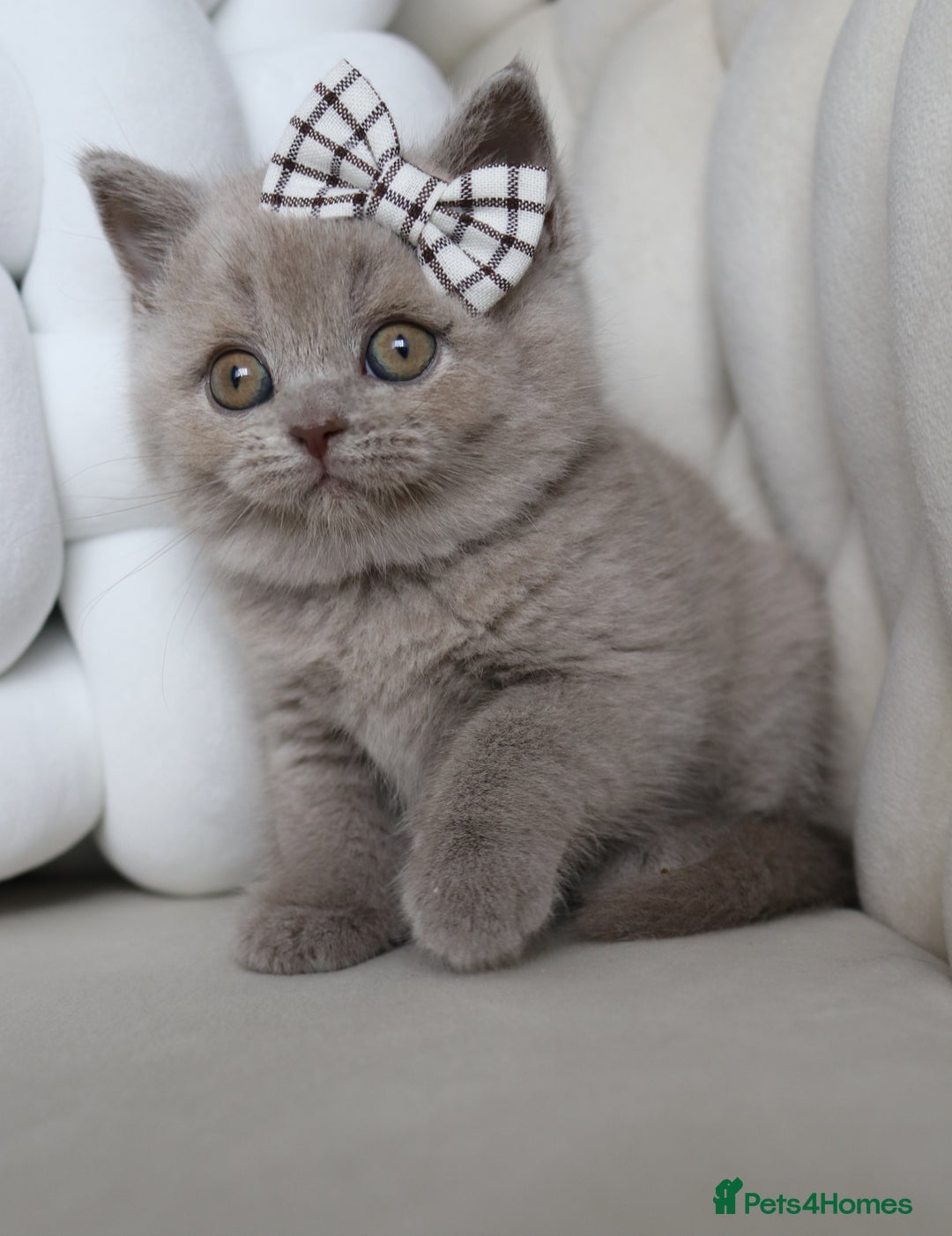 British Shorthair cats for sale: ❤️ Beautiful British Shorthair ❤️ - Image 28