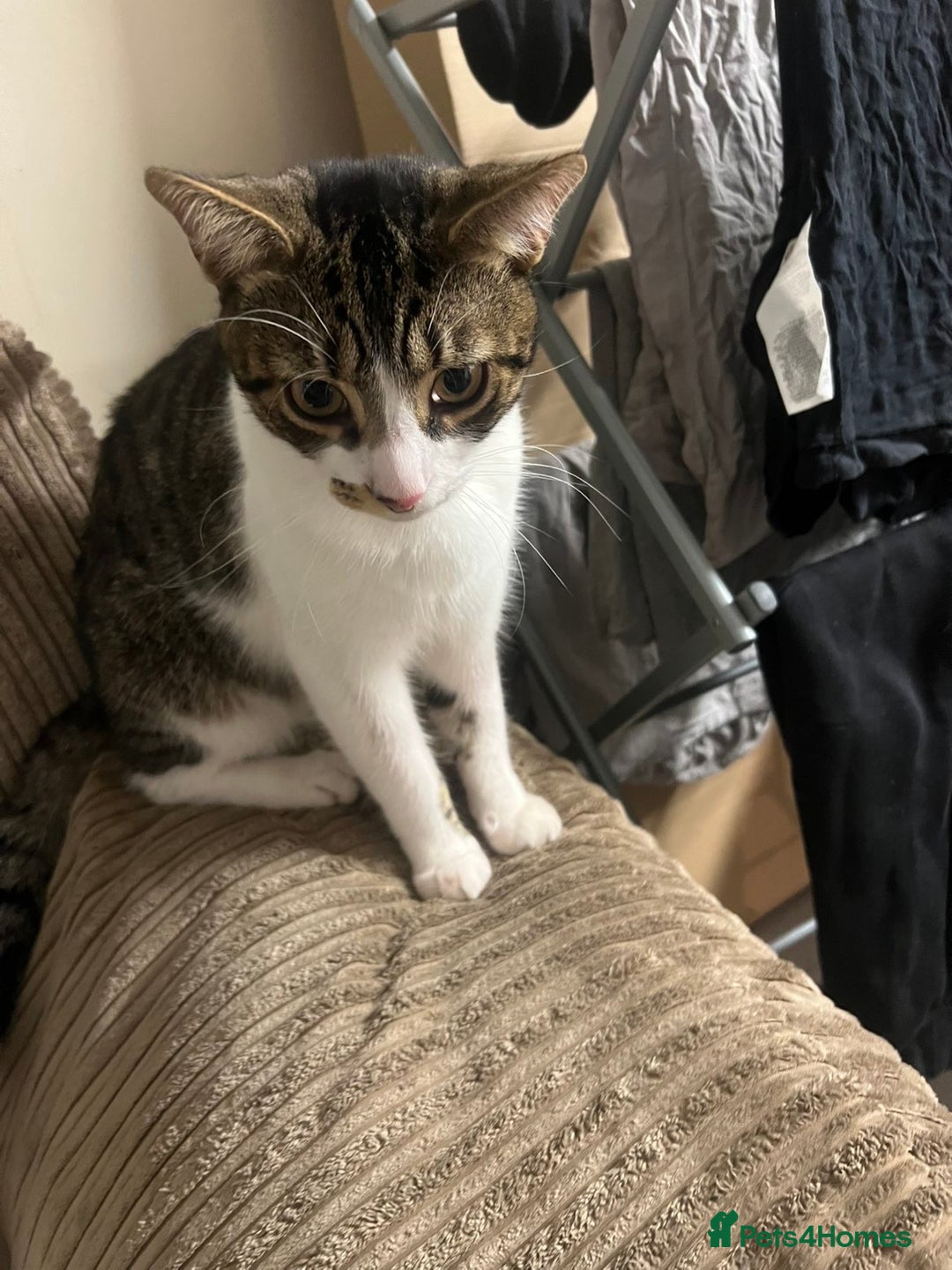 American Shorthair cats for sale: 2 Male cats Free to a good home  - Image 4