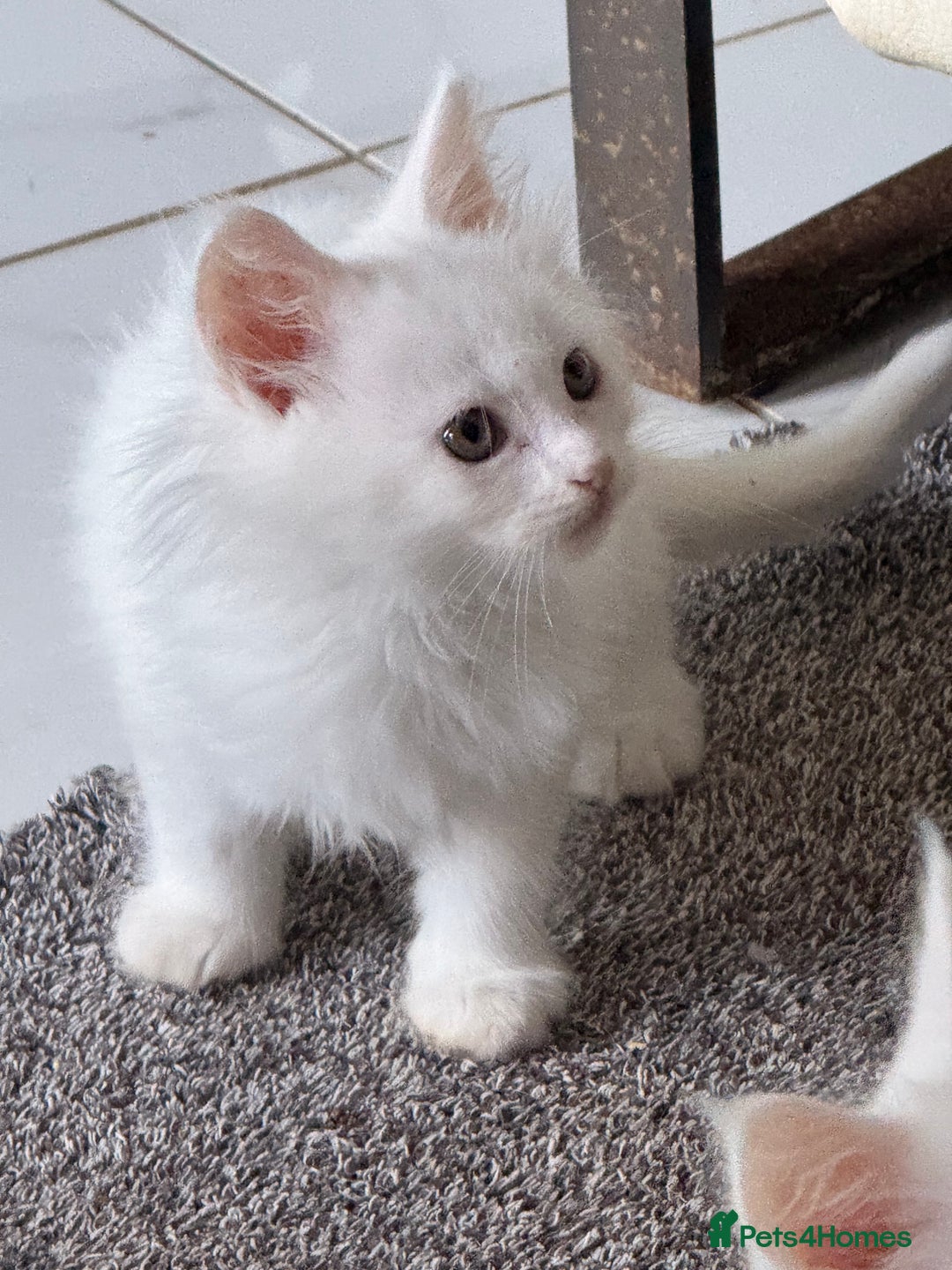 Maine Coon cats for sale: 	Rare Polydactyl Kittens + 1 Blue-Eyed Beauty - Image 8
