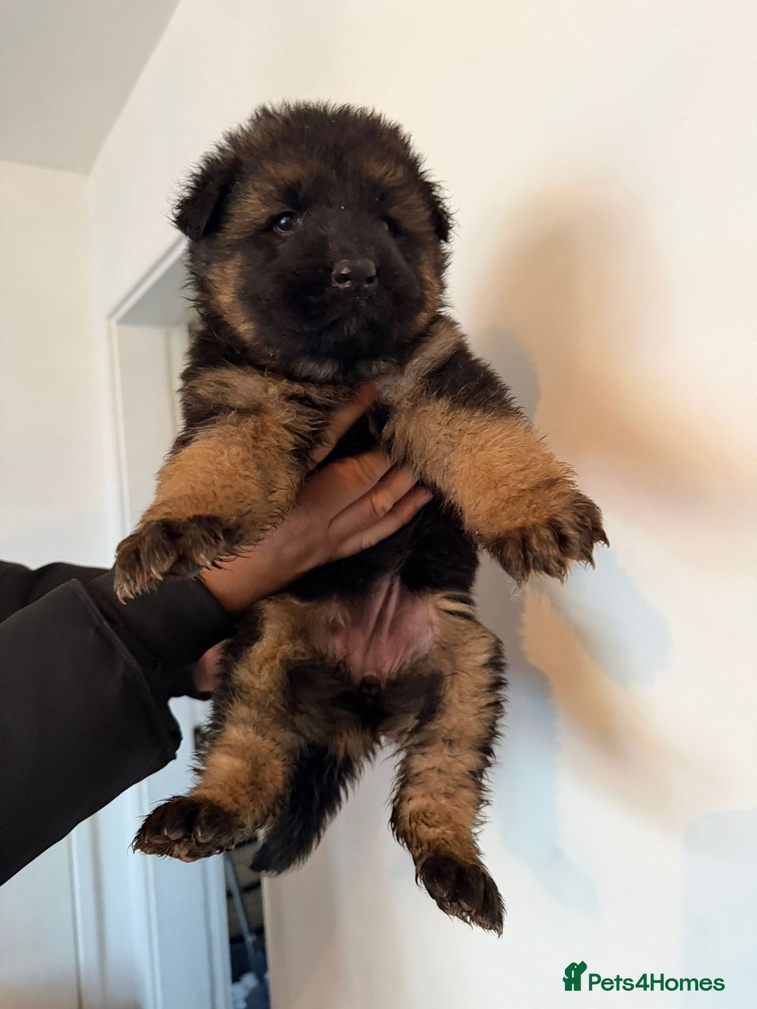 German Shepherd dogs for sale: German Shepard puppies  - Advert 9