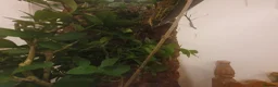 Stick Insects invertebrates for sale: Indian Stick Insect babies  - Advert 6