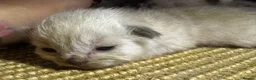 Ragdoll cats for sale: 6th Generation* Purebreed Pedigree Ragdoll Kittens - Advert 9
