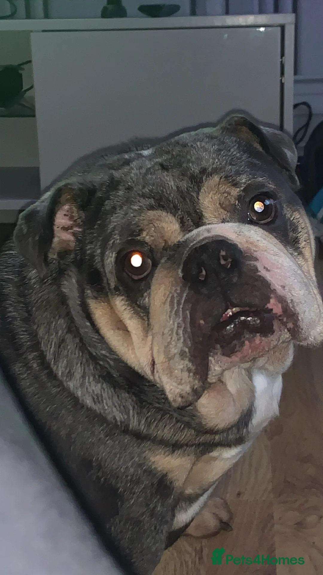 English Bulldog dogs for sale: English bulldog 3 year old  - Advert 4