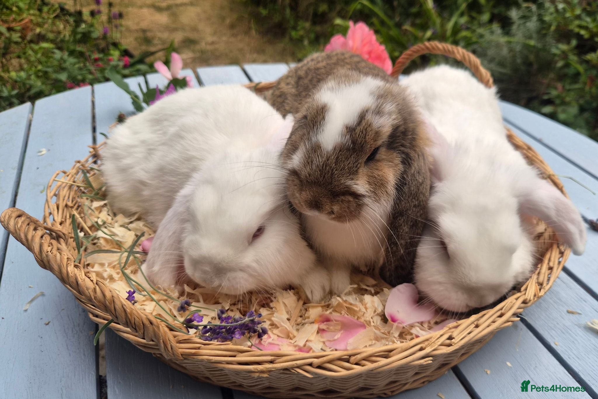 Mini Lop rabbits Two Mini lops and 4 Dwarf lops available - Advert 16