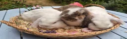 Mini Lop rabbits for sale: Two Mini lops and 4 Dwarf lops available - Advert 11