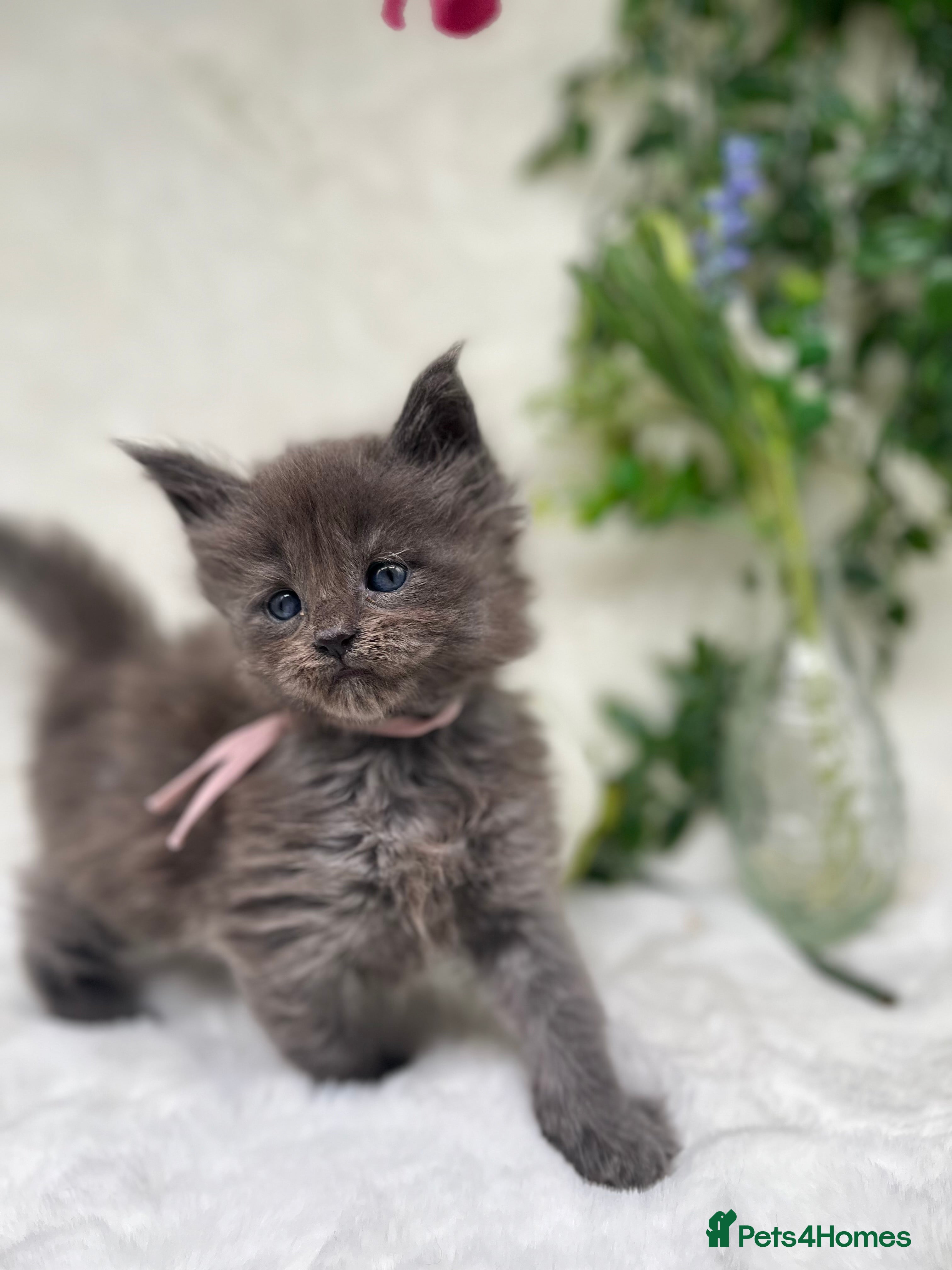 Maine Coon cats Stunning Tica Maine Coon kittens - Advert 3